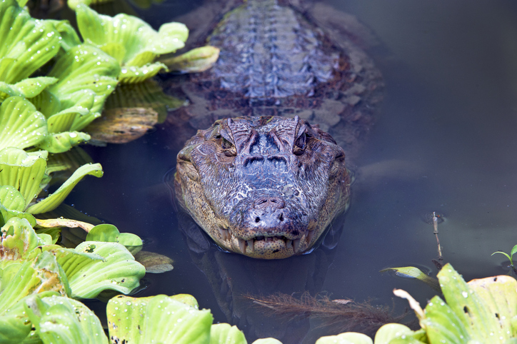An alligator in the water in Costa Rica.