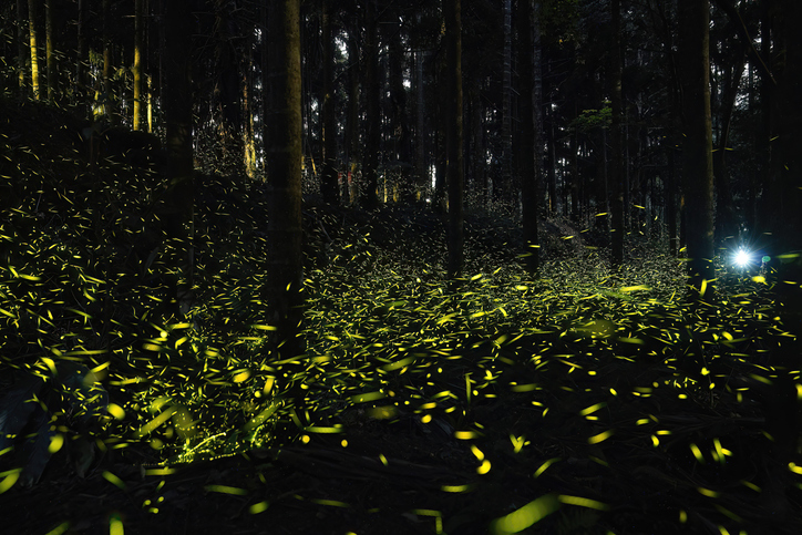 Fireflies glitter in a forest.