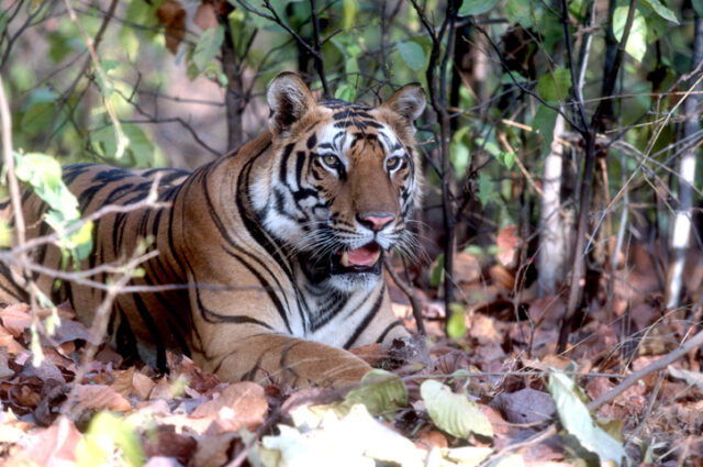 Beautiful tiger relaxing.