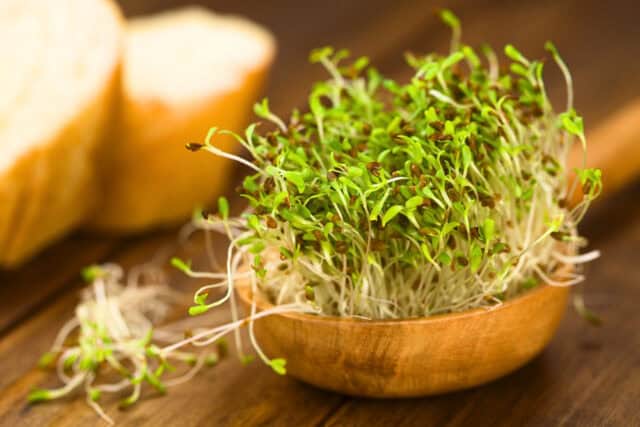 Sprouts on a wooden spoon.