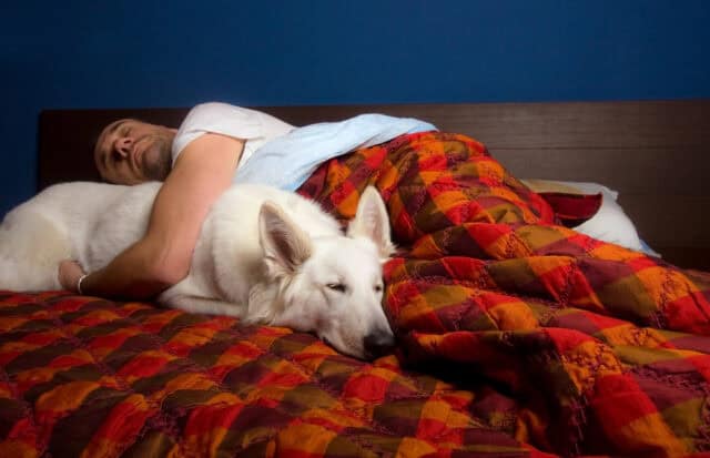 Asleep in bed with a dog.