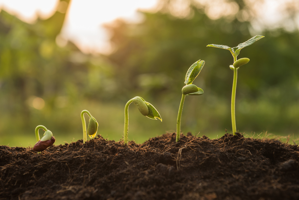 Little seedlings growing in a garden.