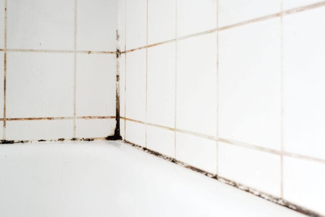 Mold on bathroom tile.