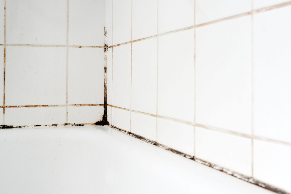 Mold on bathroom tile.