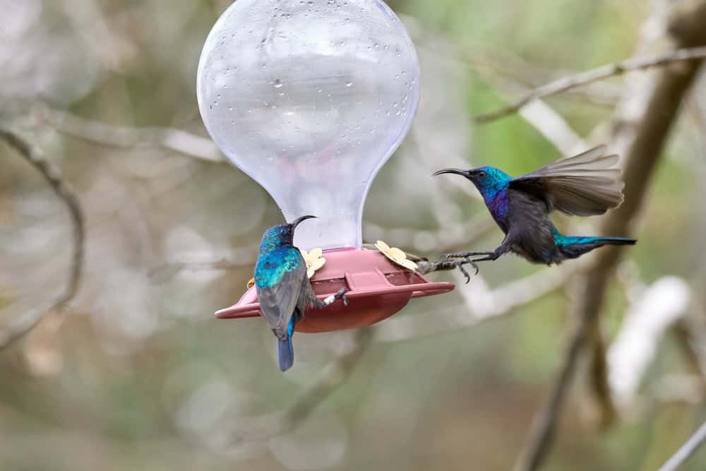 Two little birds.