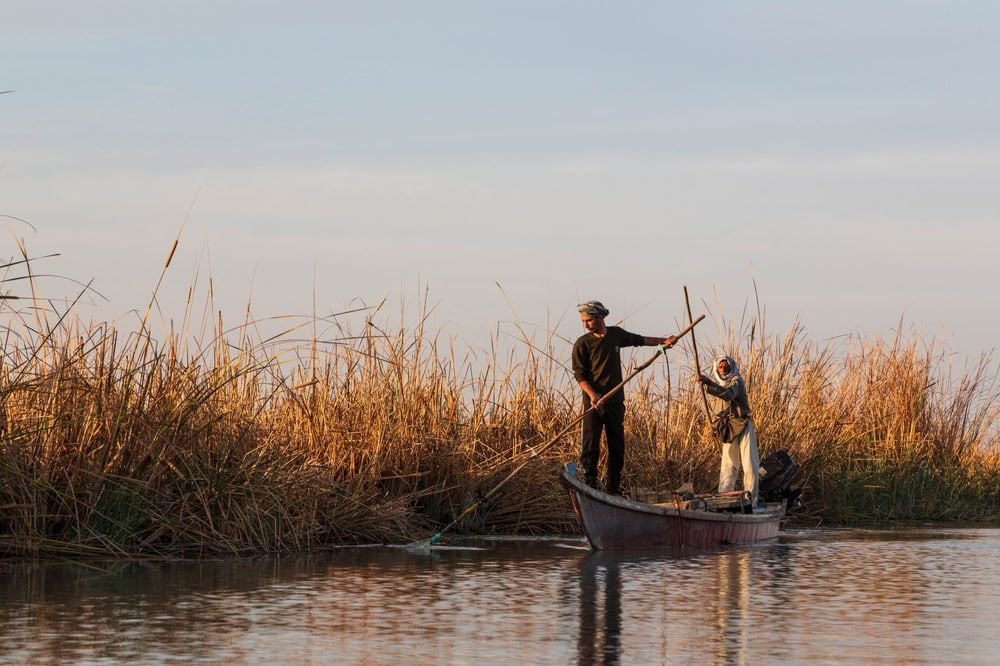 Chibayish,,Iraq,-,10,November,2022:,Mesopotamian,Marshes,In,Their