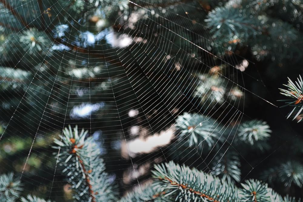 A spider web in the forest.
