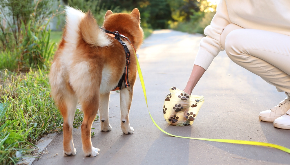 Woman picking up after her dog.