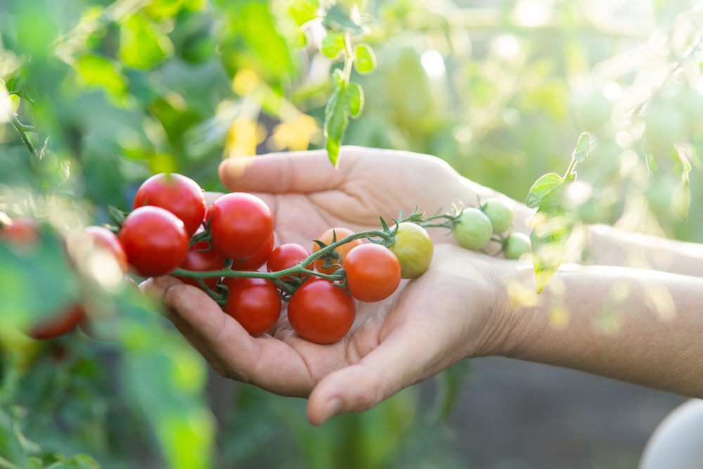 Branch with cherry tomatoes.