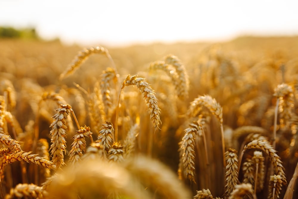 Field of wheat.