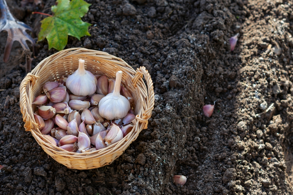Cloves of garlic.