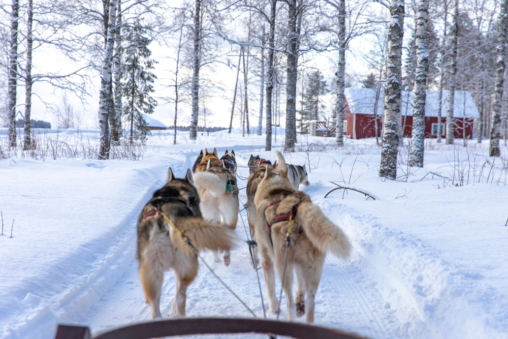 Dog sledding in Finland.