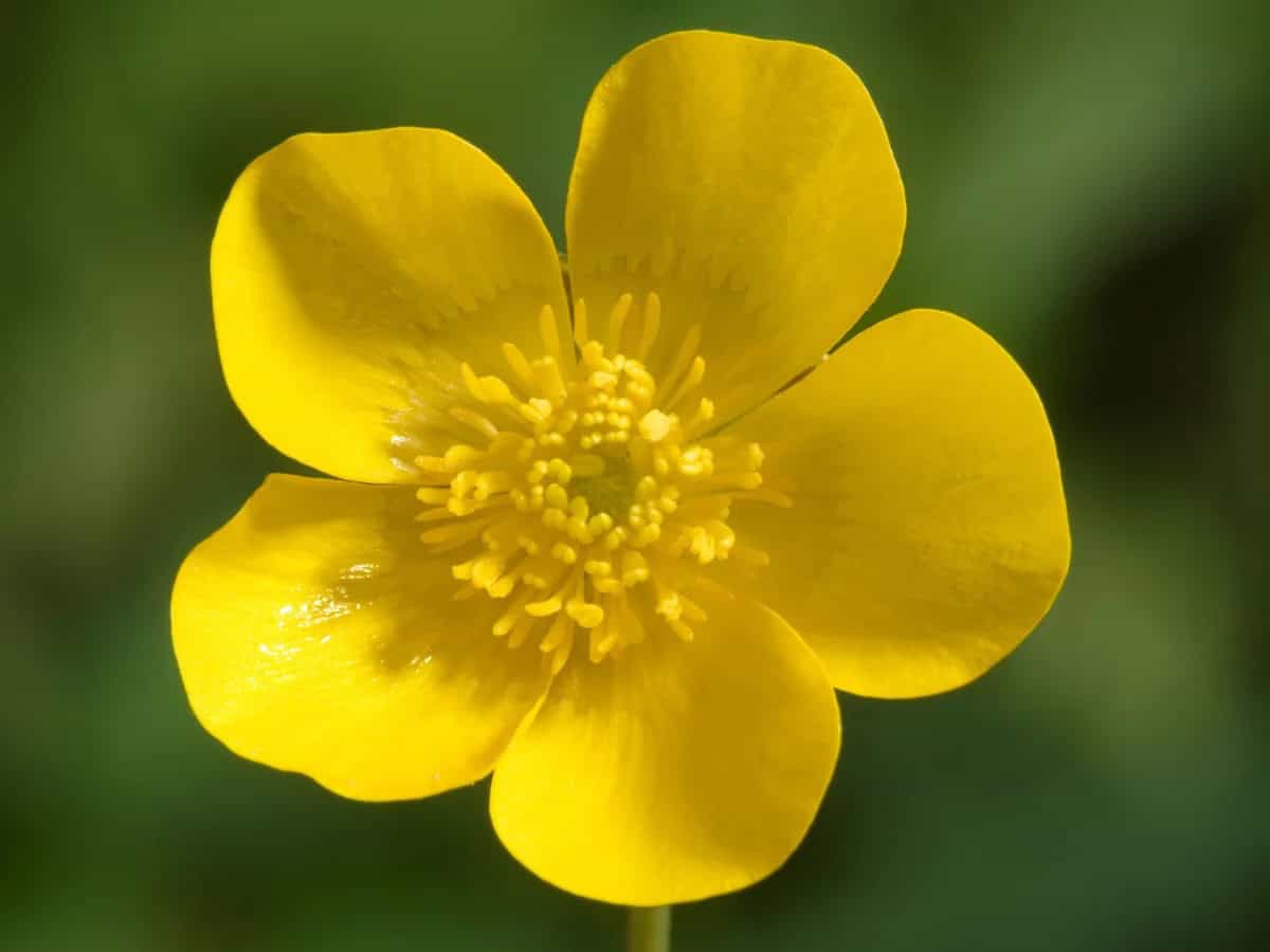 A Buttercup Flower.