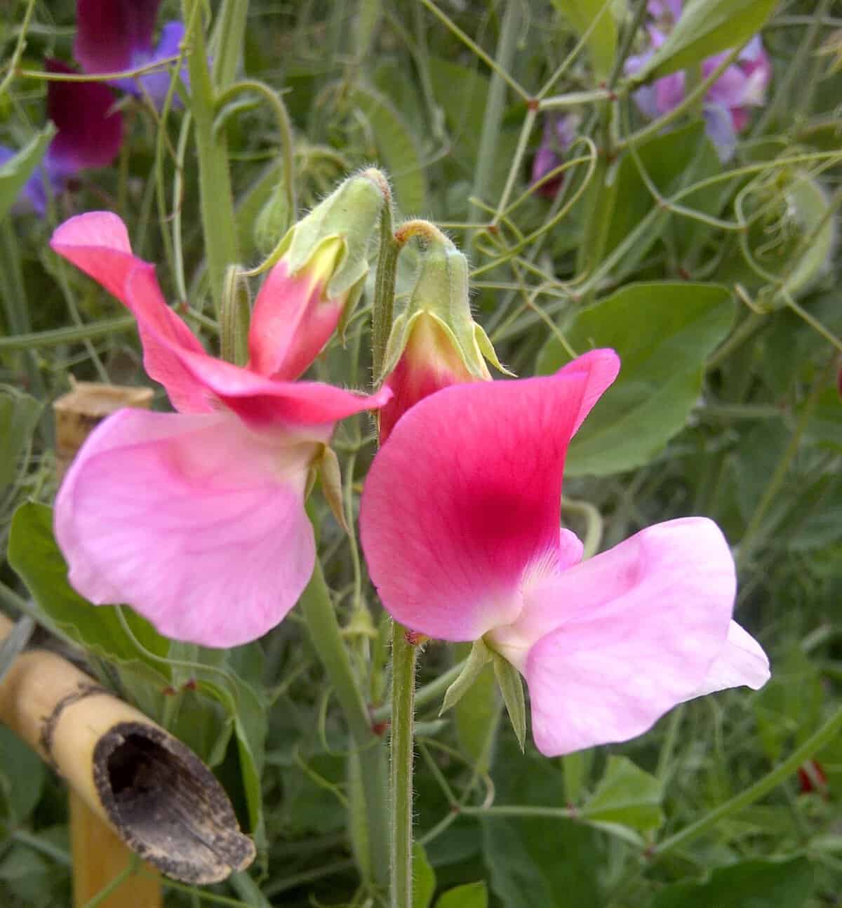 Sweet pea flowers.