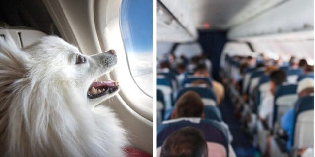 Dog on airplane; plane seats.