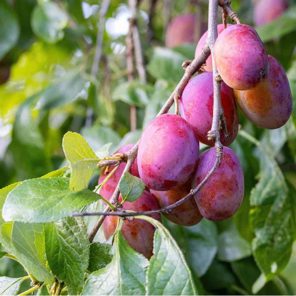 Sugar plumbs on a tree.