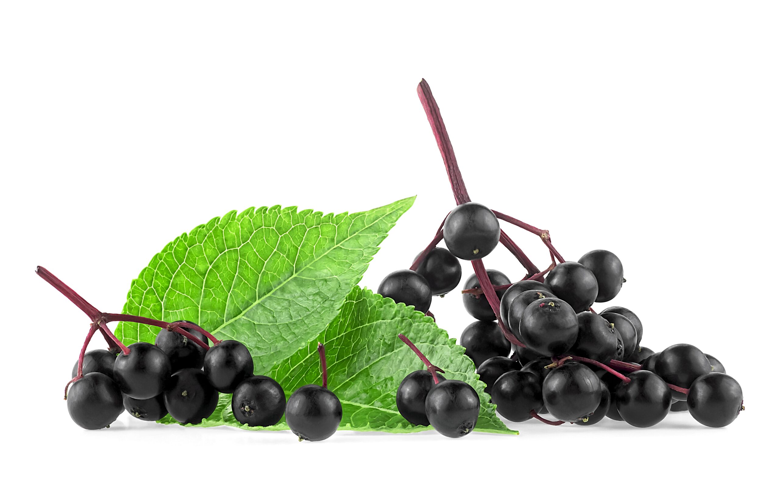 Elderberries on a vine.