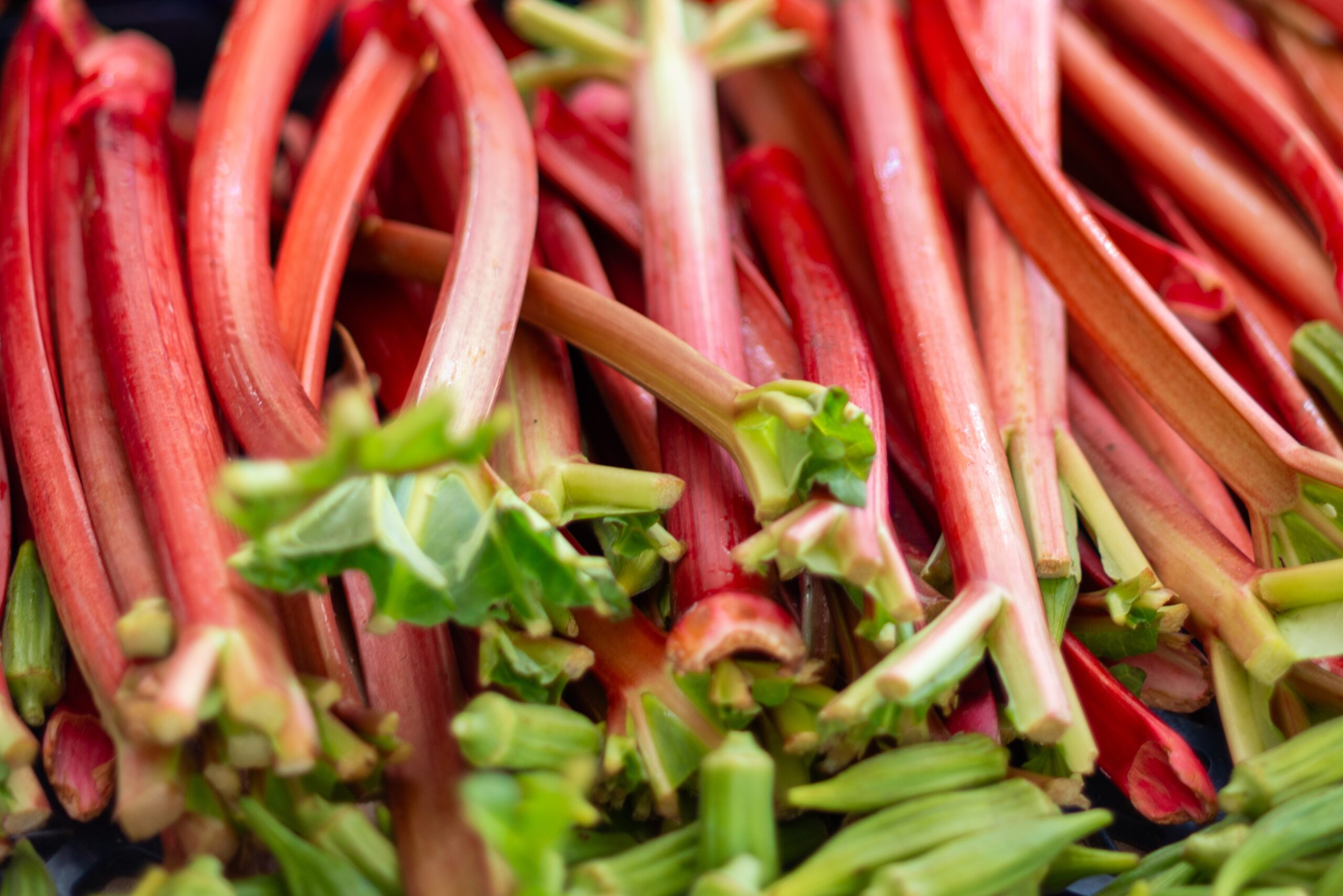 A bunch of rhubarb with leaves.