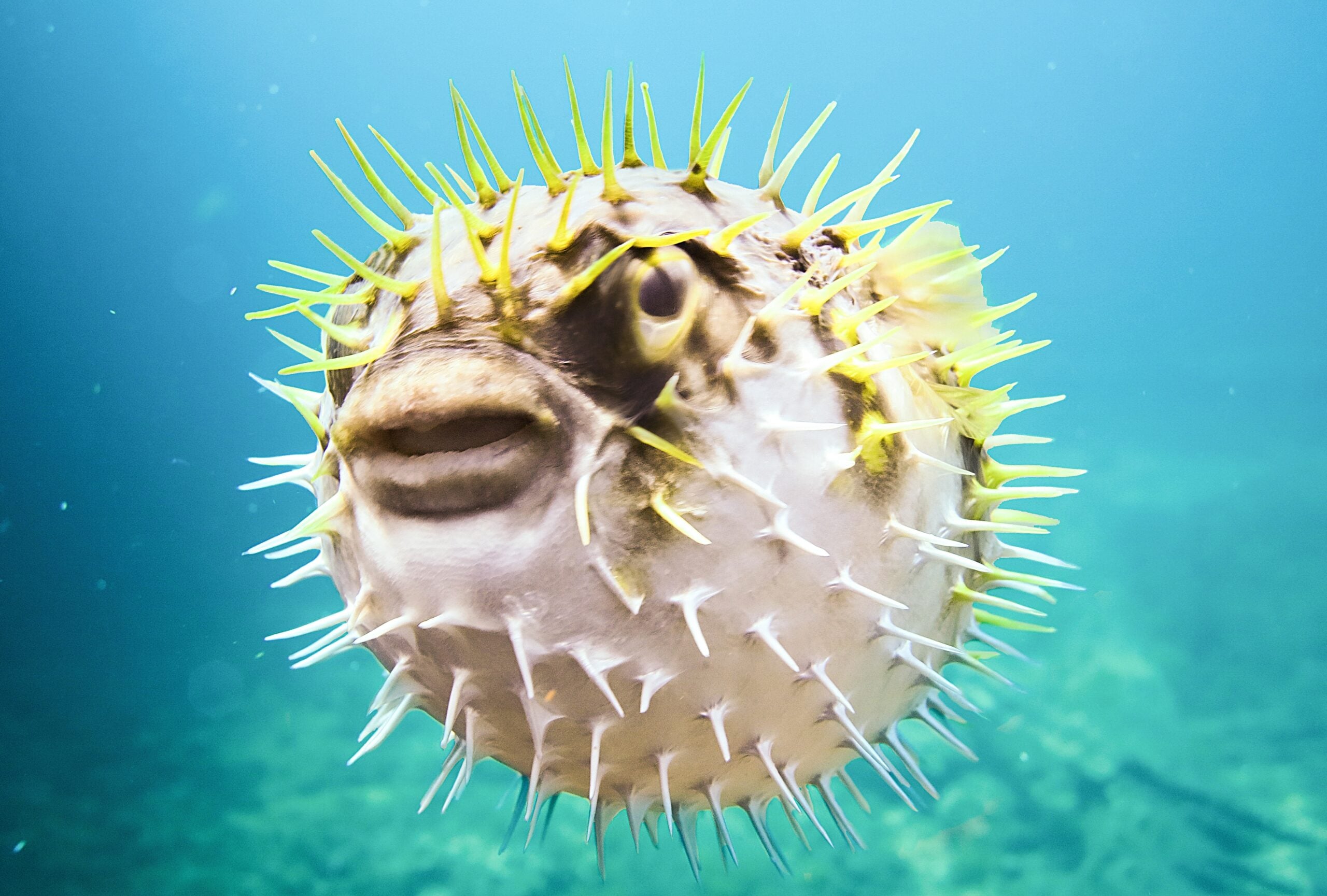 A fugu puffer fish swimming.