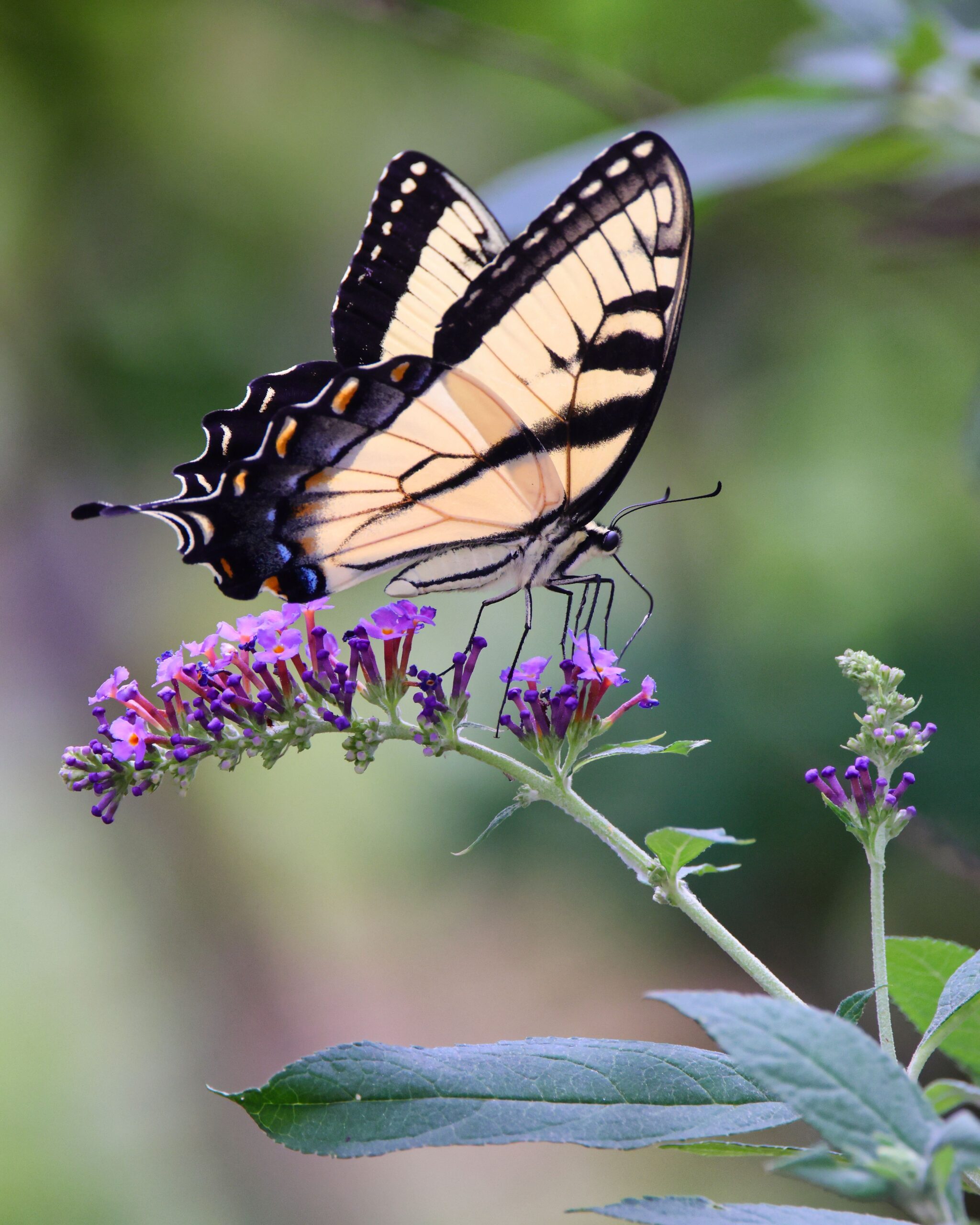 Closeup of a beautiful butterfly.