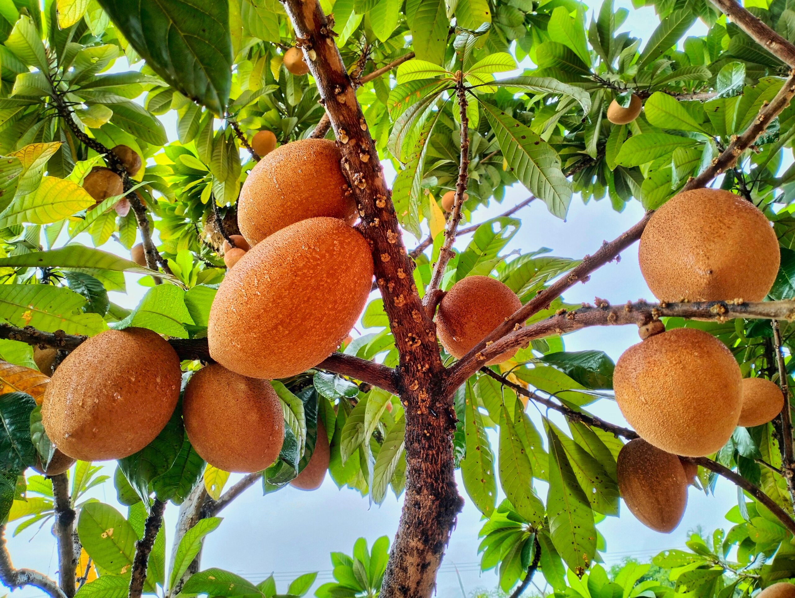 Mamey sapote on a tree.