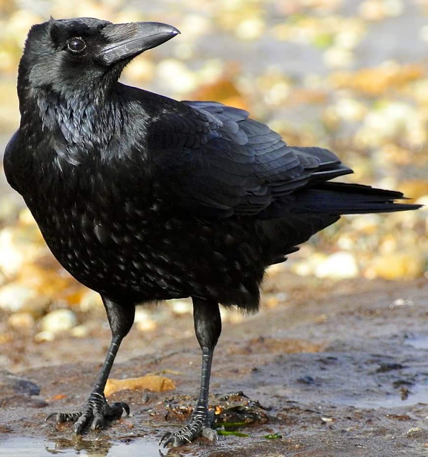 A black crow.