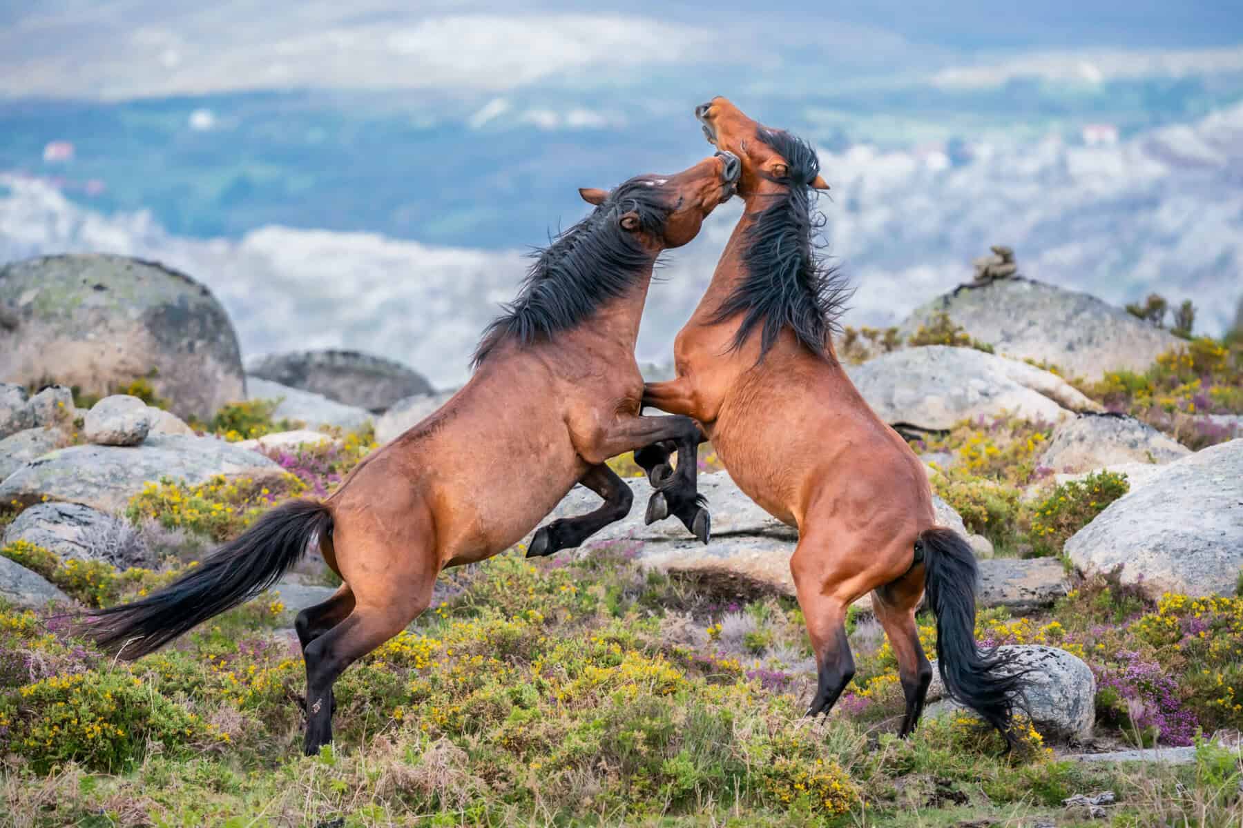 Two beautiful horses. 