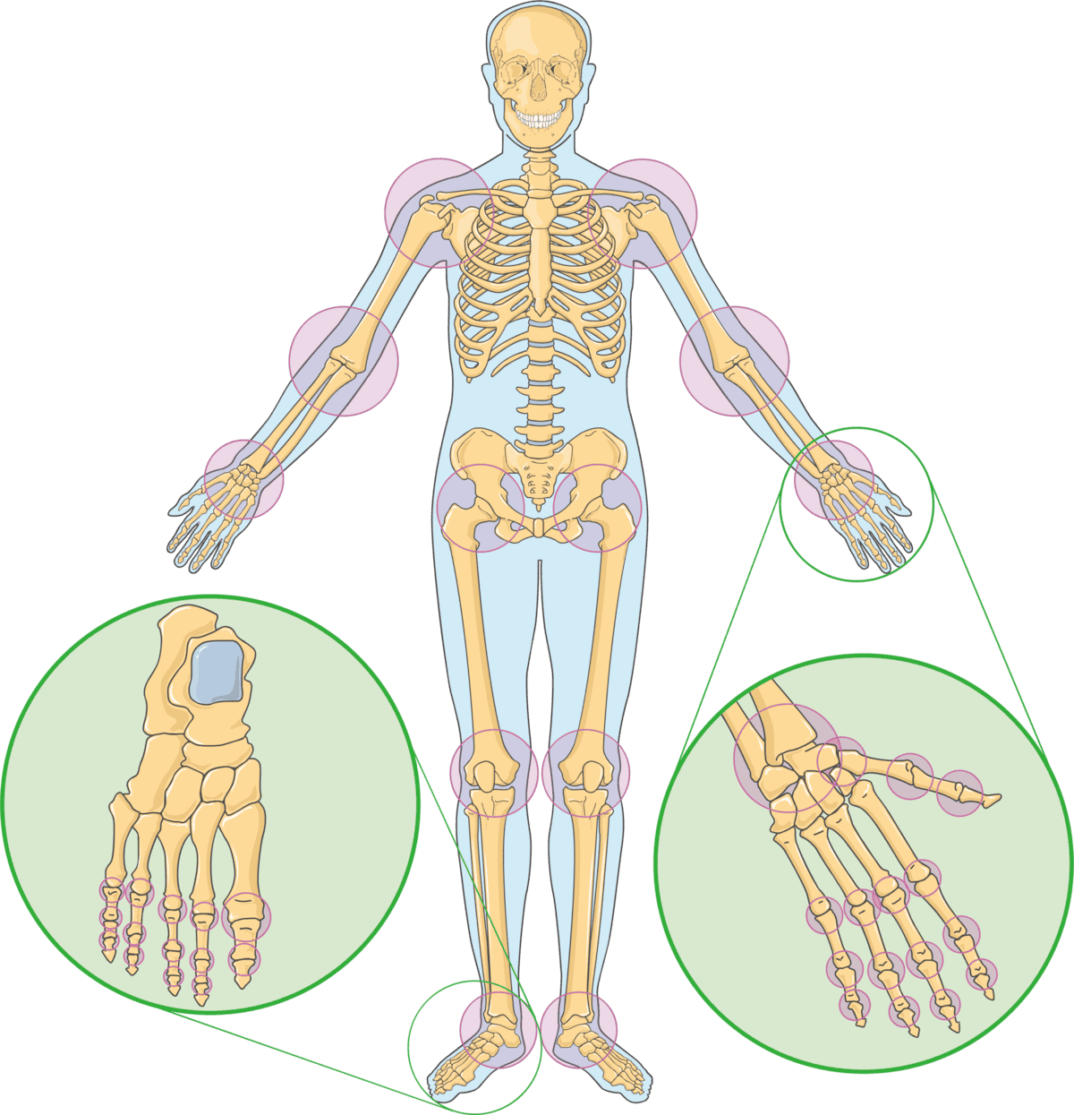 Human joints. 