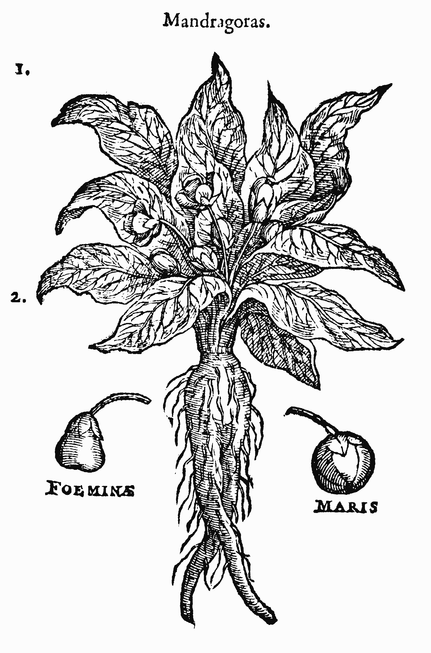 Mandrake Root