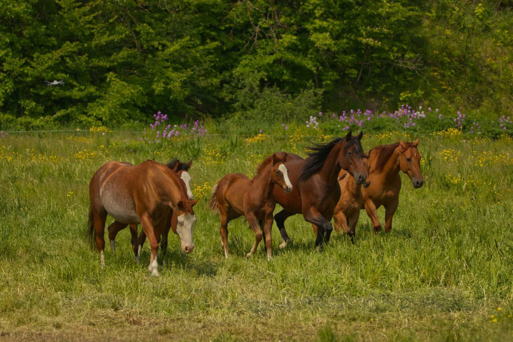 Horses in a field. 