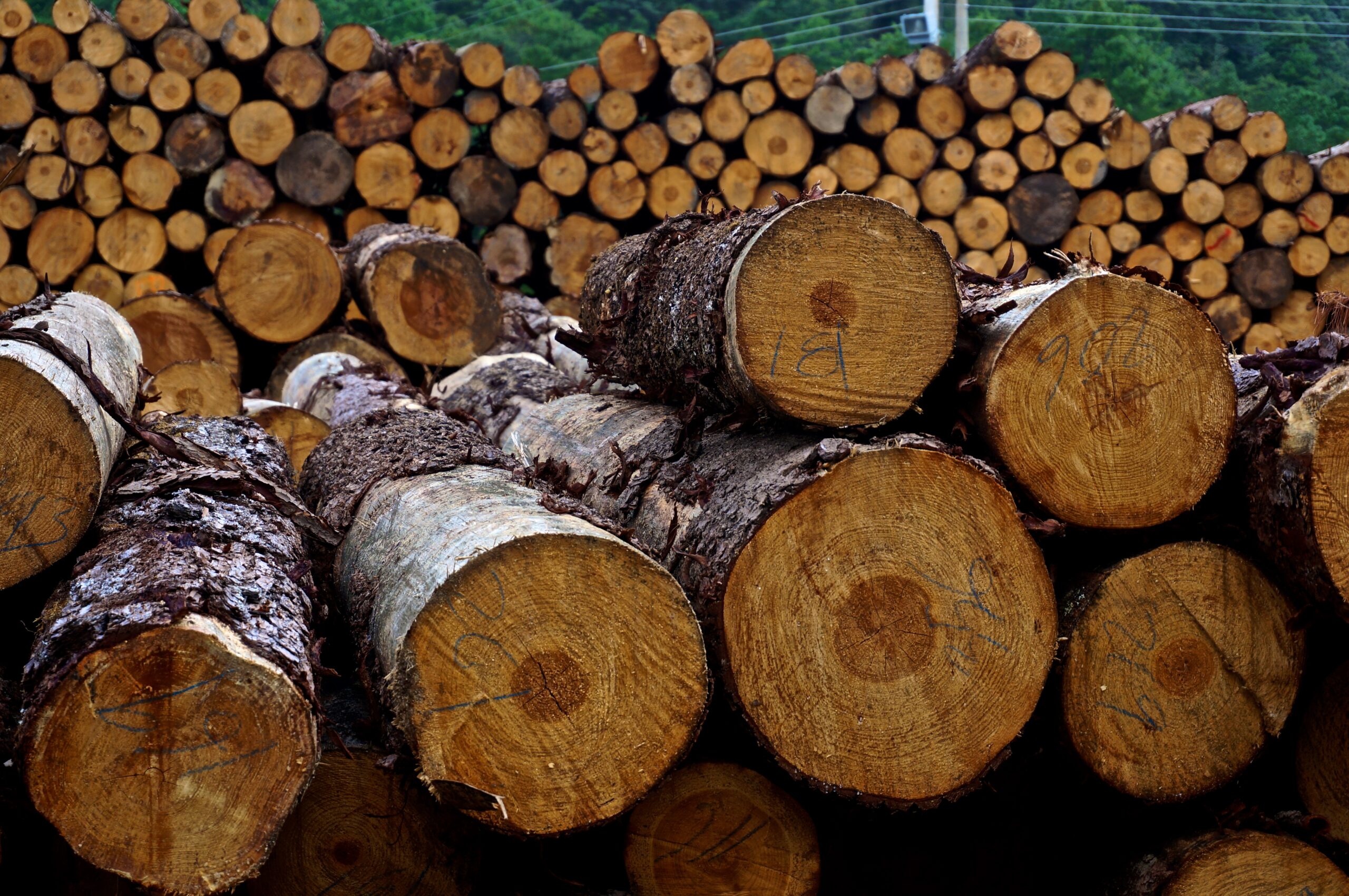 A large pile of logs.