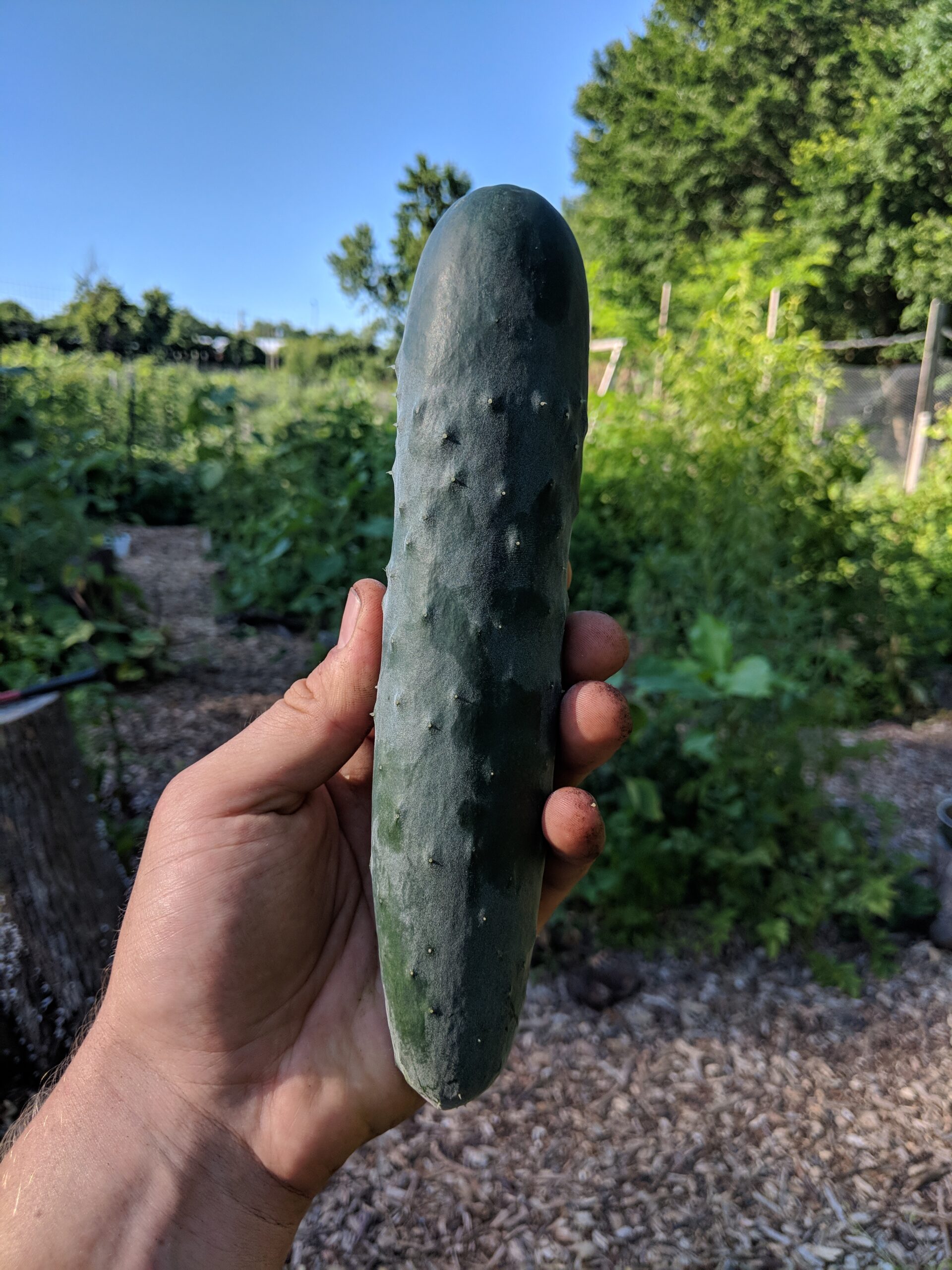 A farmer holding a cucumber.