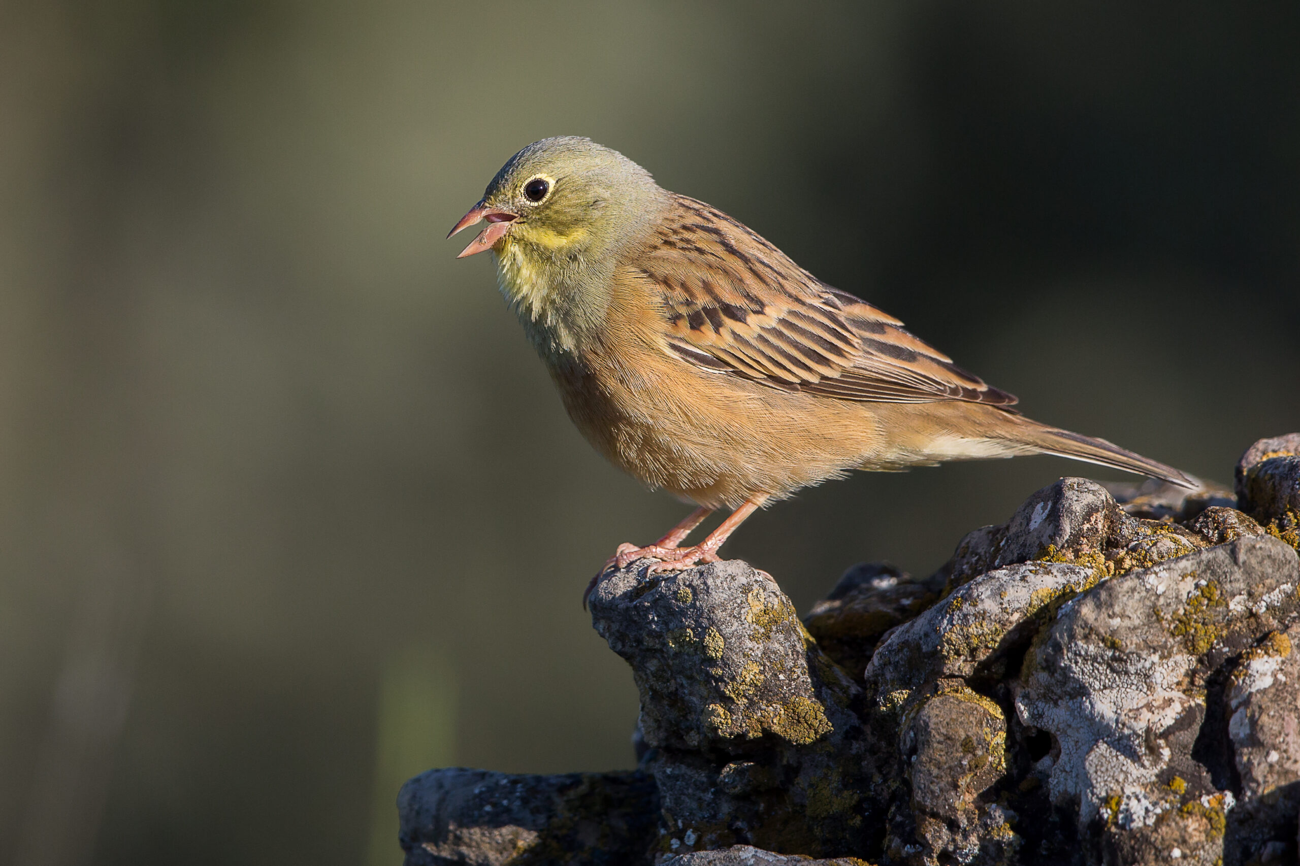 Ortolan bunting bird.