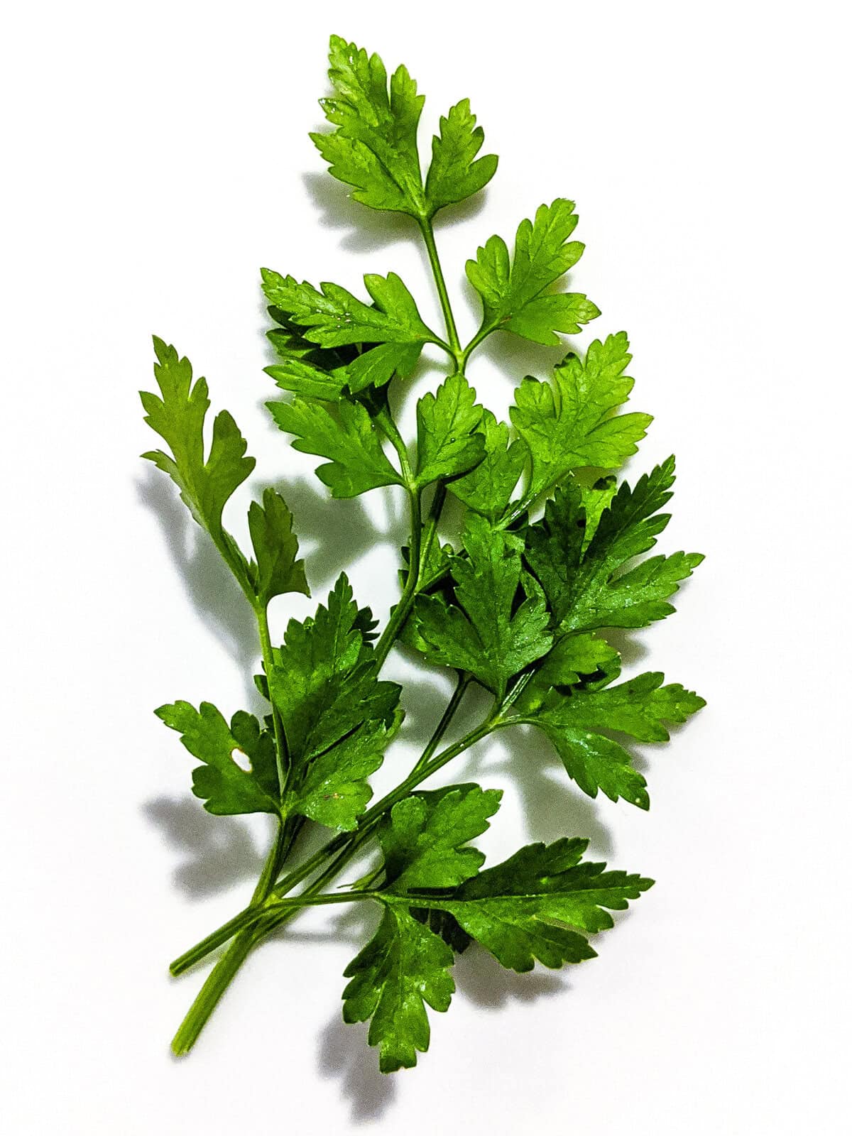A stem of green parsley.