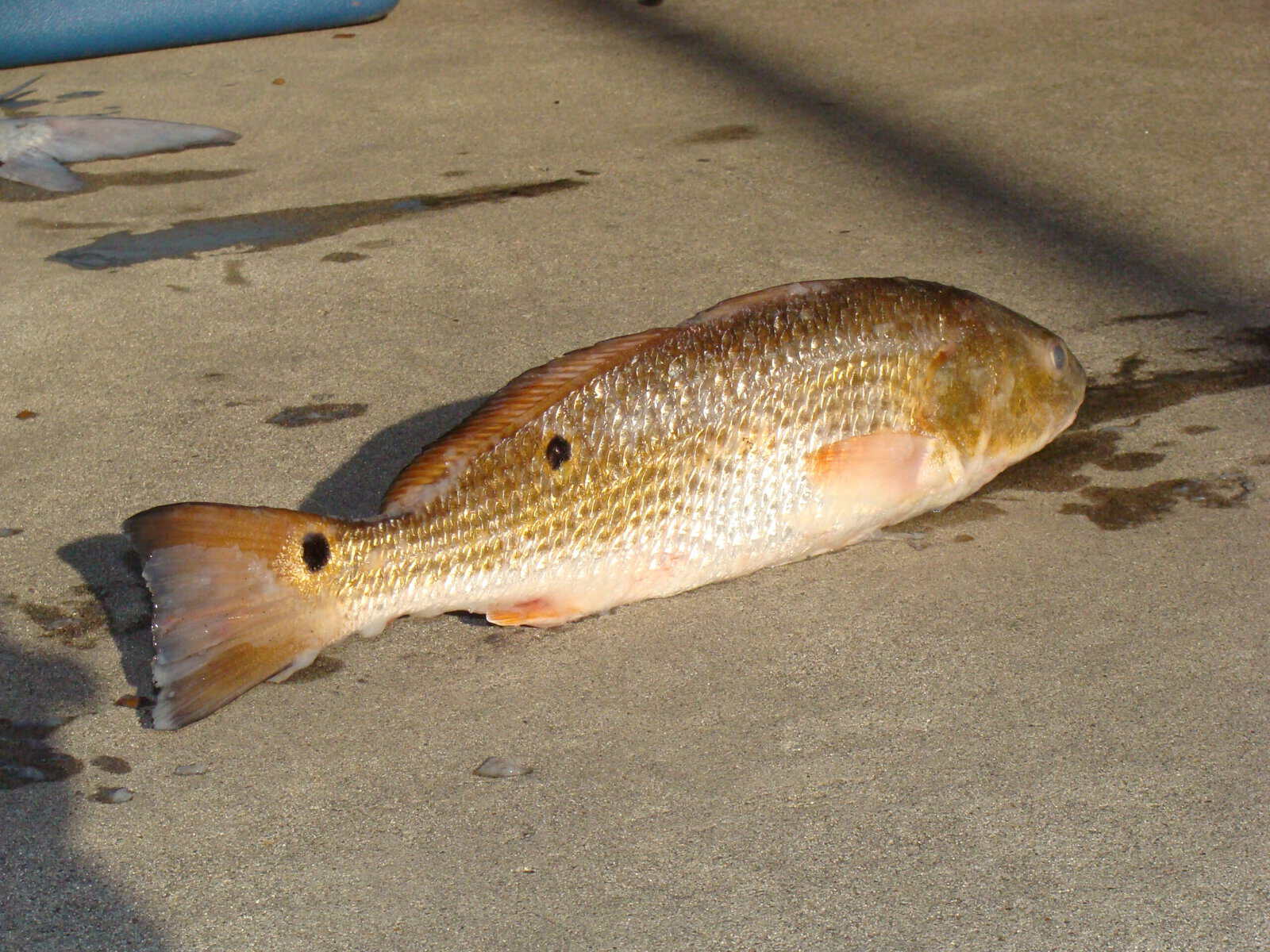 Redfish from Mexico. 