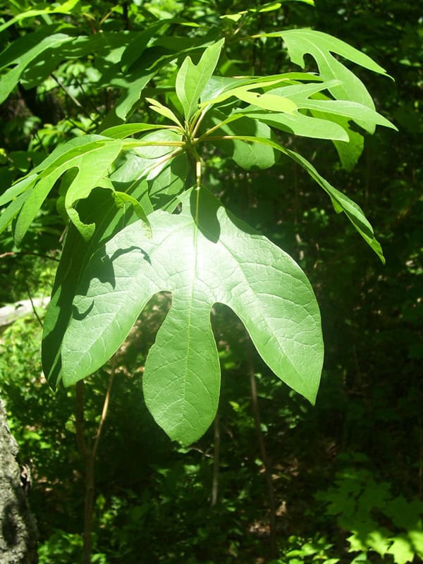 Leaves of the Safrole plant.