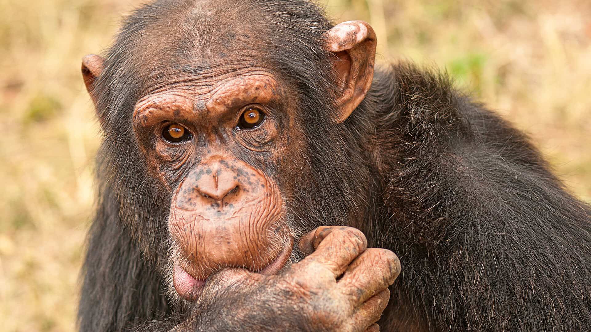 A chimpanzee in the wild. 