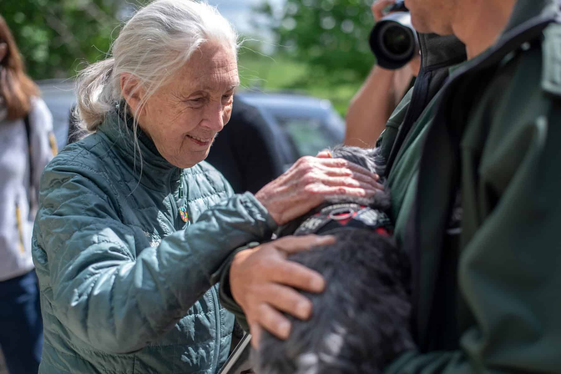 Jane Goodall with a chimpanzee.