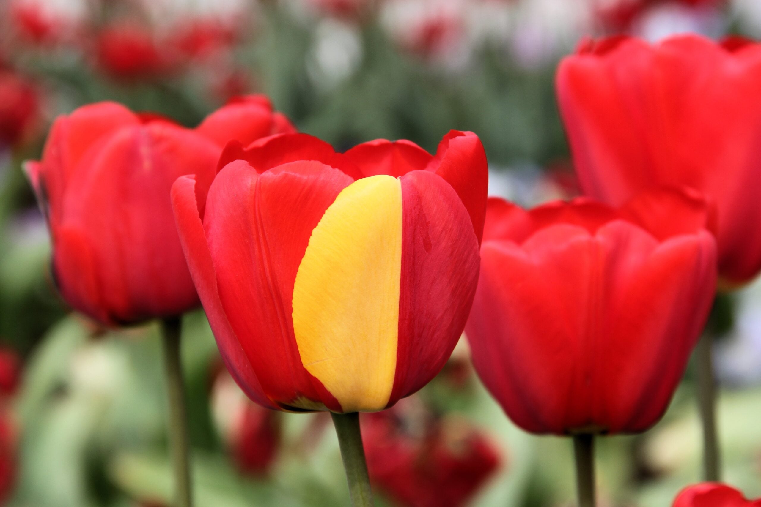 A red tulip exhibiting a partially yellow petal due to a cell mutation.