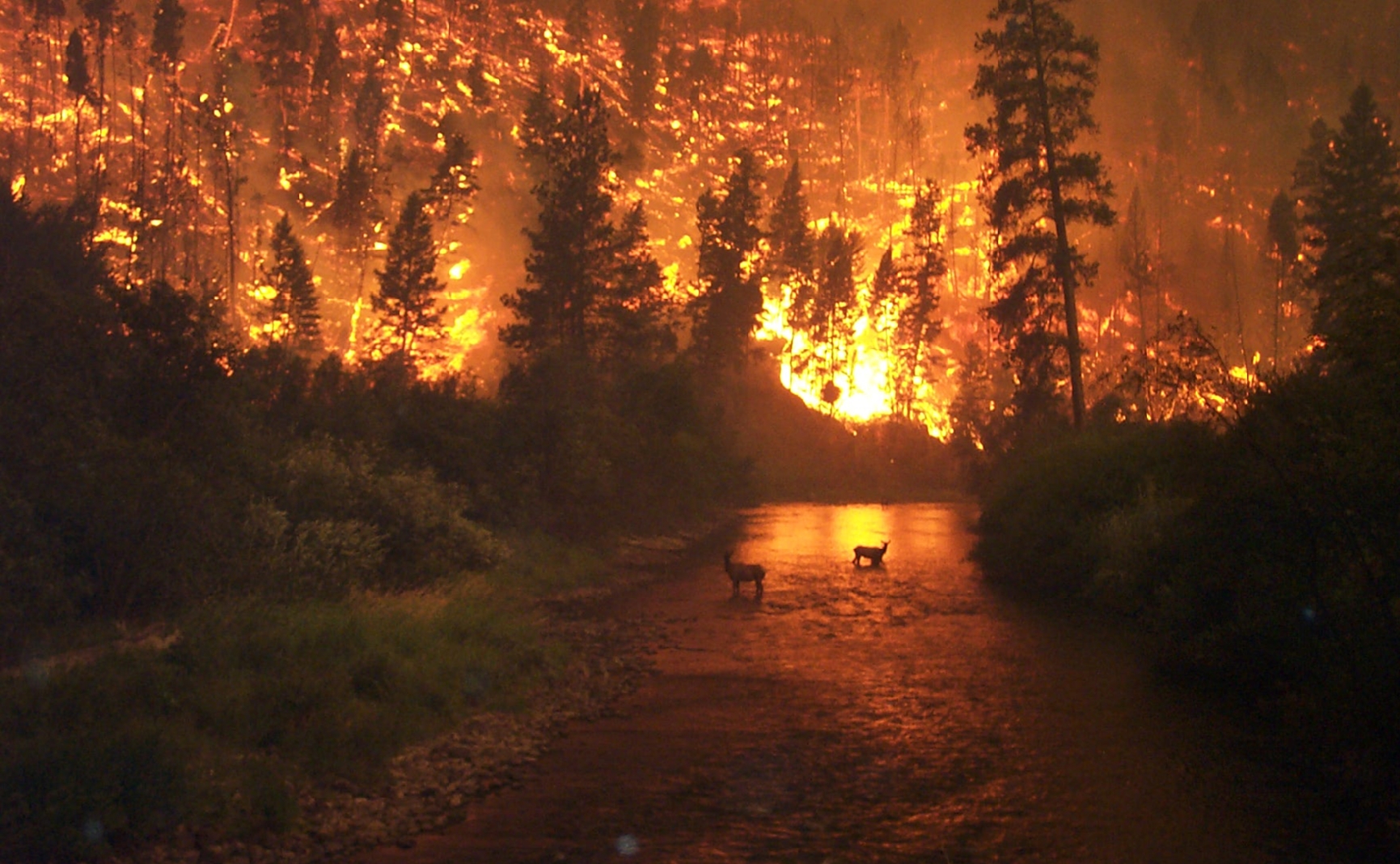 Elk avoiding a wildfire in Montana.