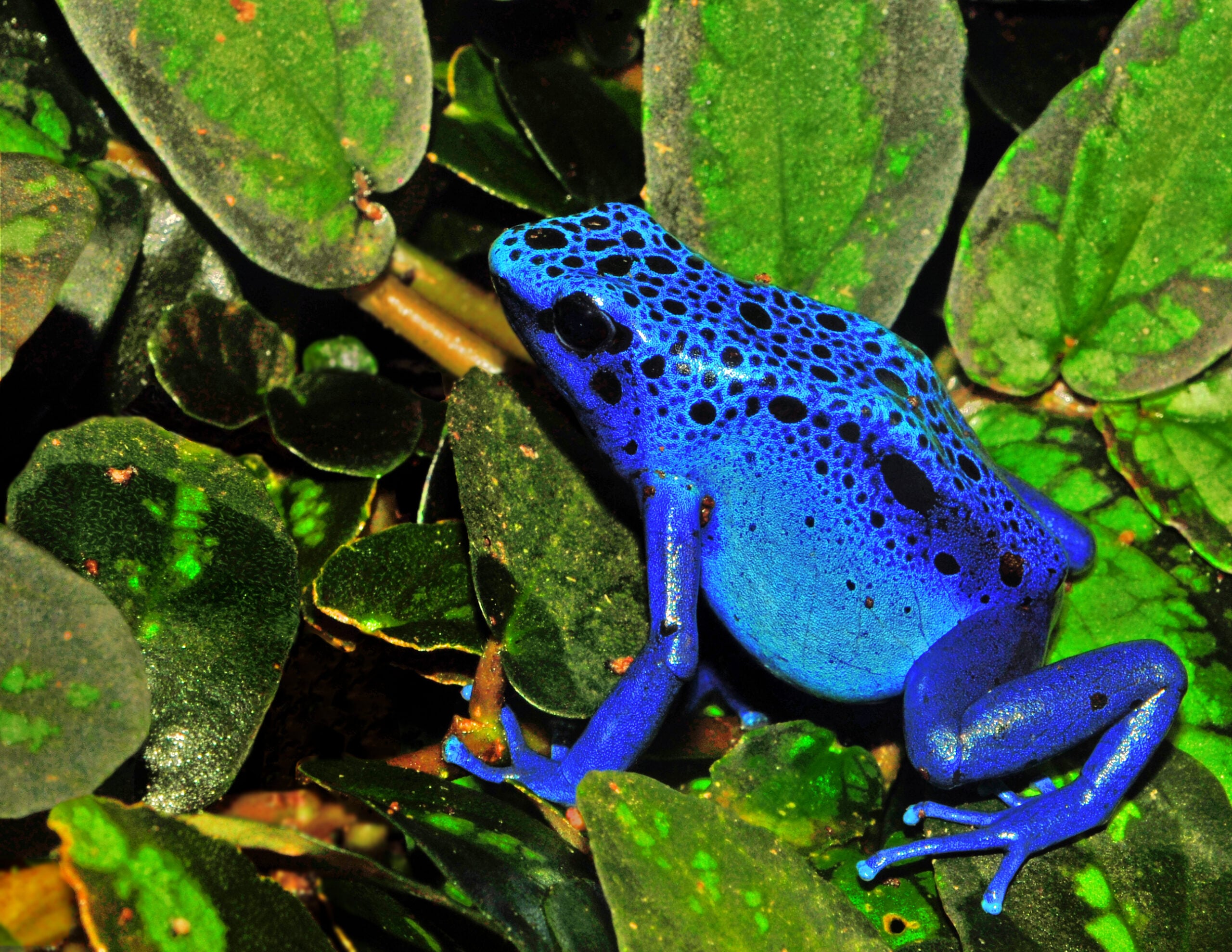 Frog in the Amazon rainforest.
