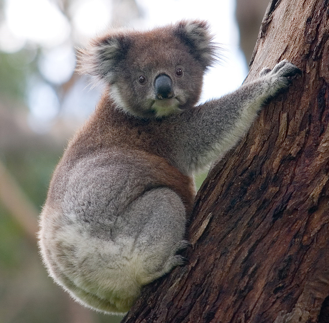A koala bear in a tree.