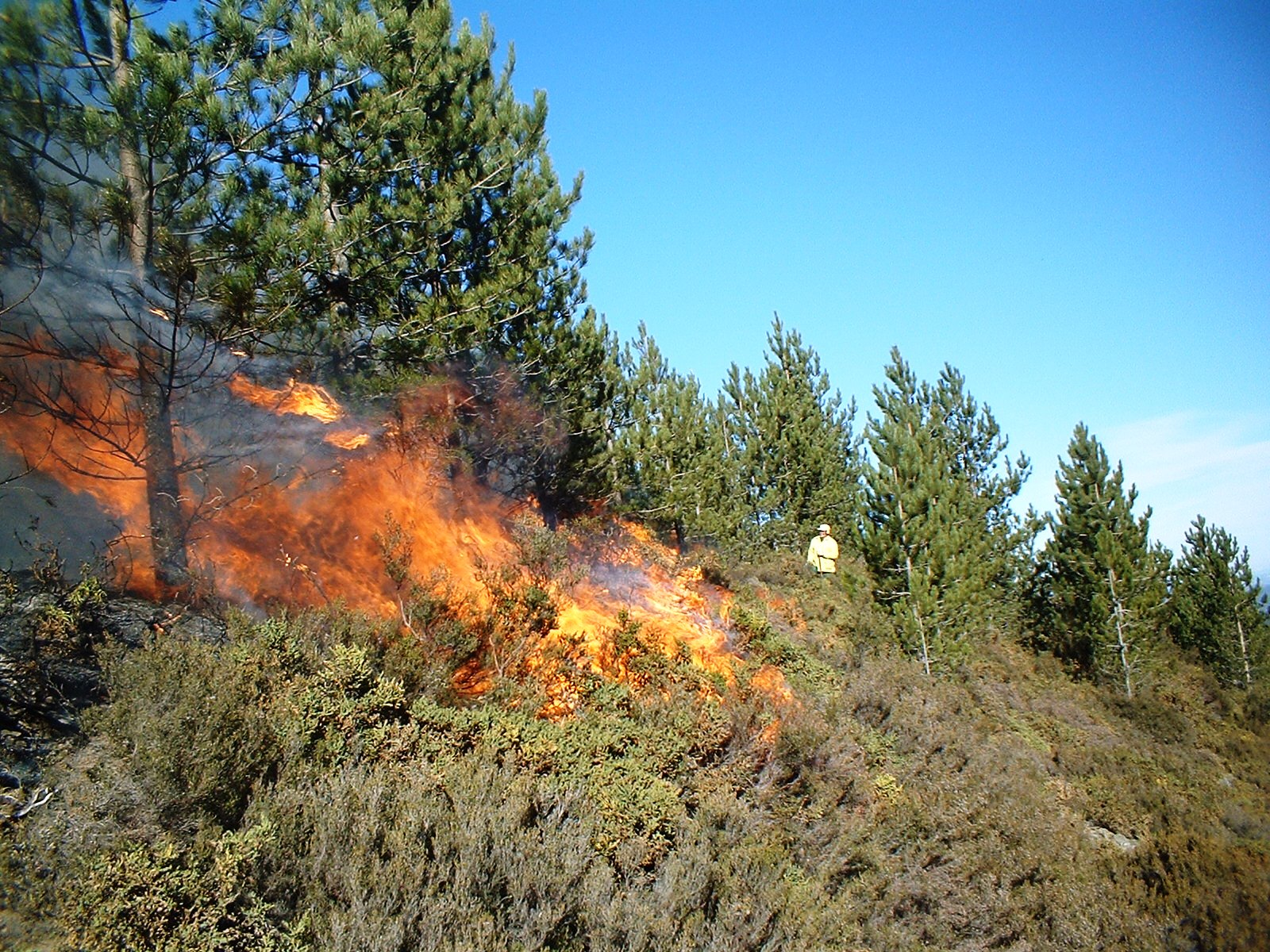 A wildfire in the woods.