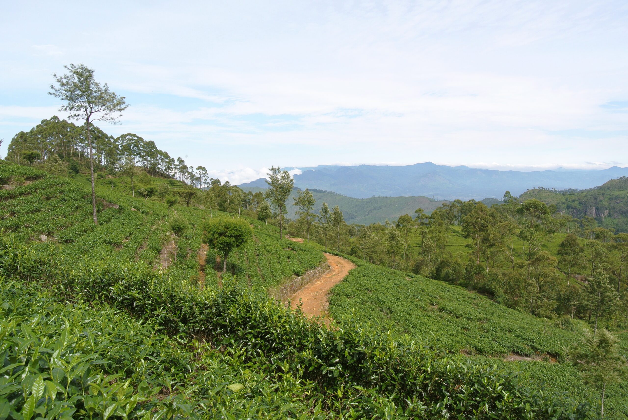 Tea Plantations of Sri Lanka