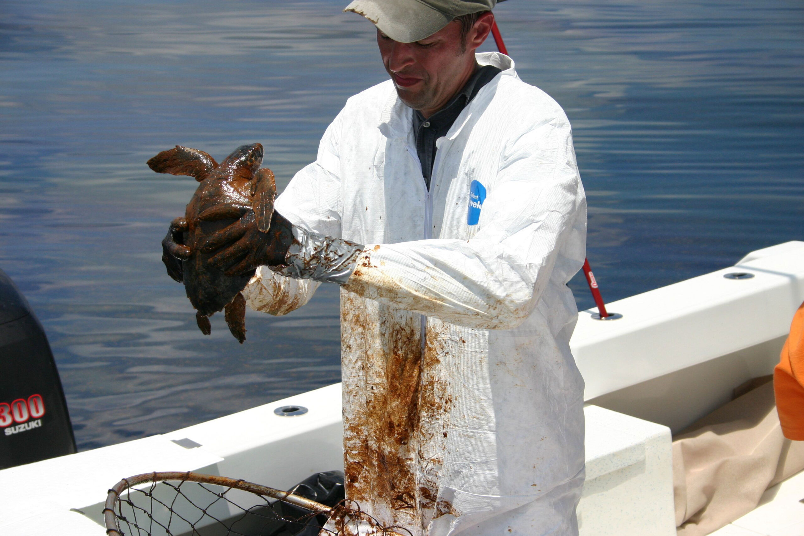 Turtle and Oil Spill