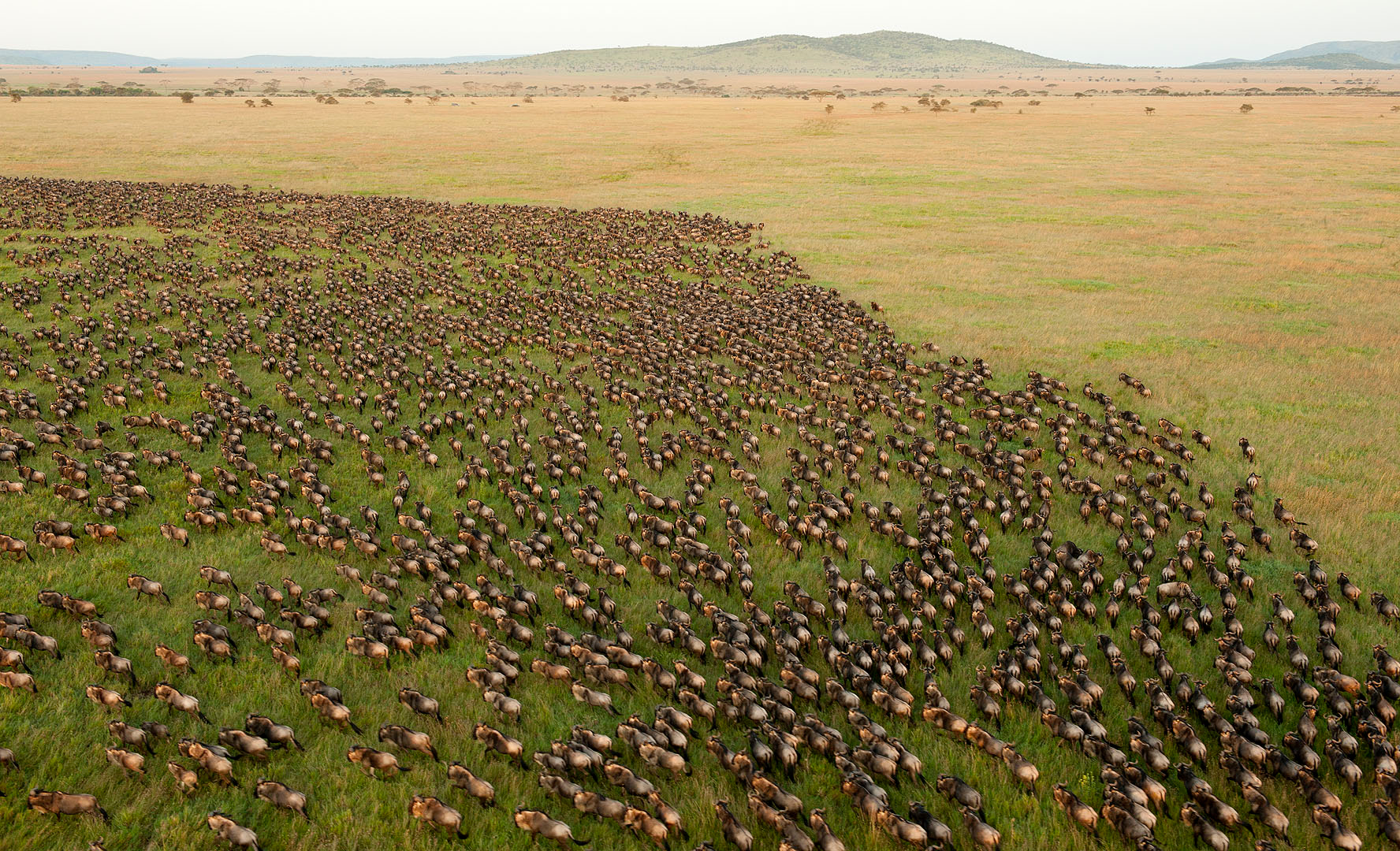 Wildebeest Migration in Serengeti National Park, Tanzania.
