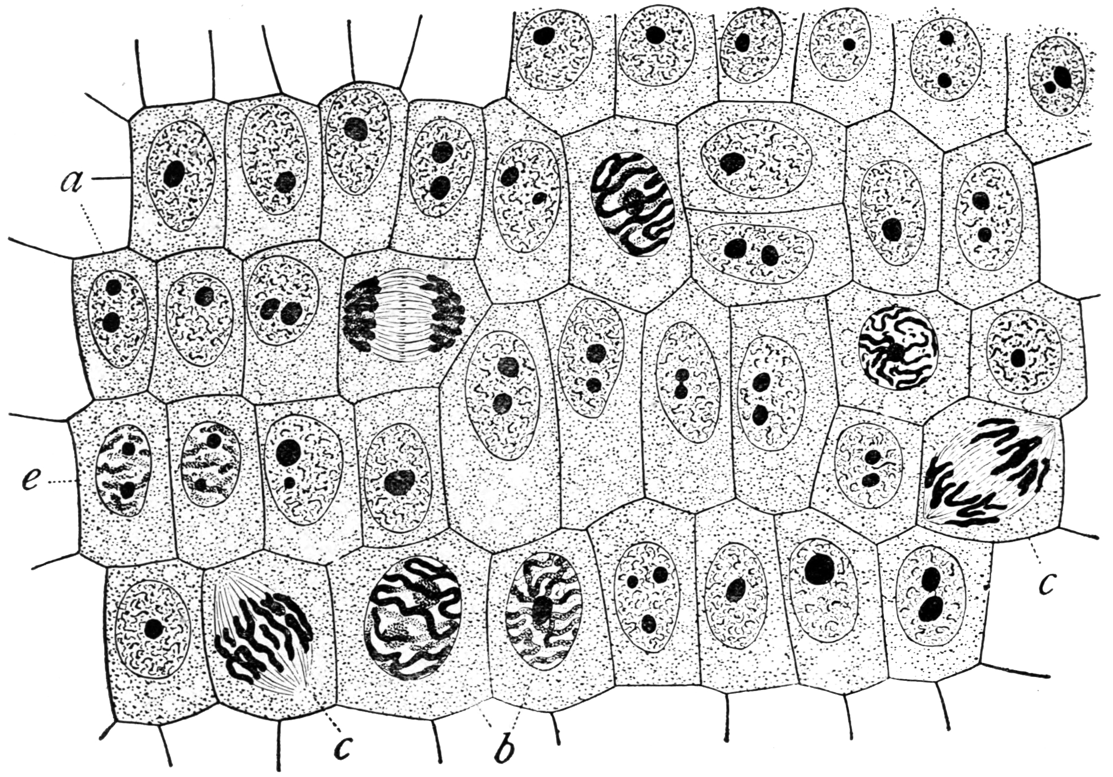 Onion root cells in different phases of the cell cycle.