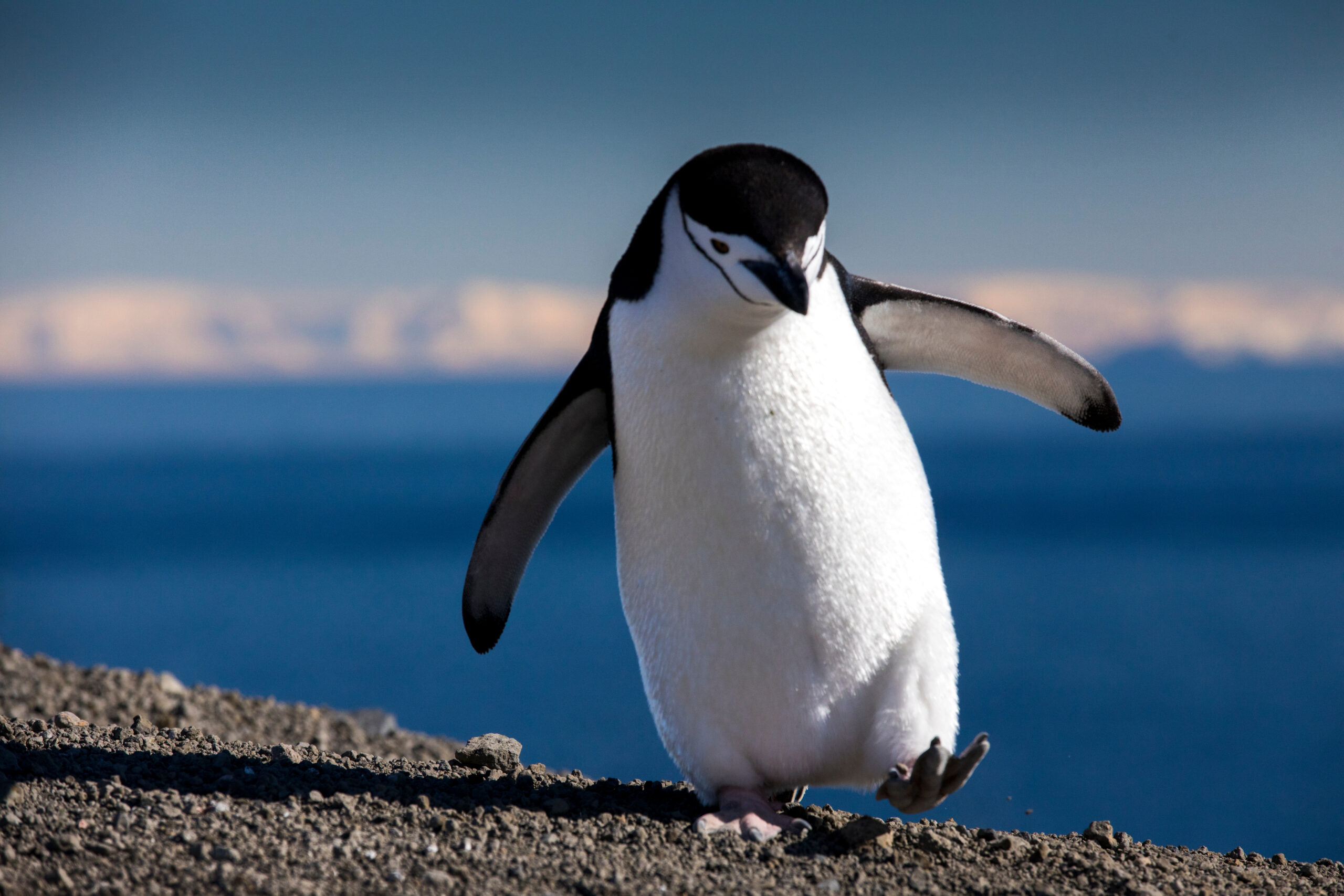 A penguin on a walk.