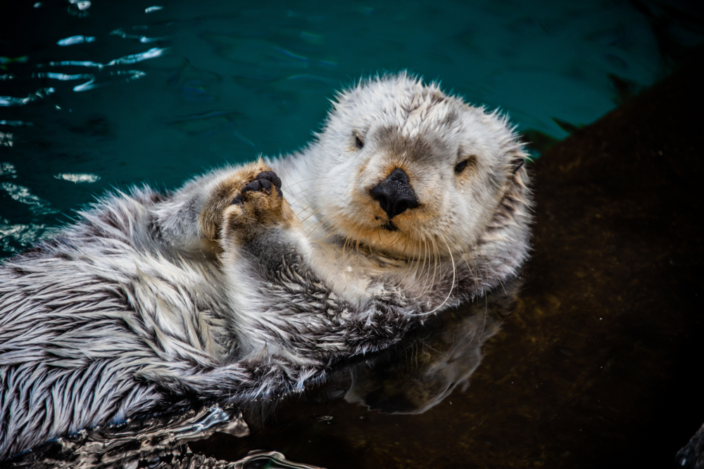 Sea otter on his back.