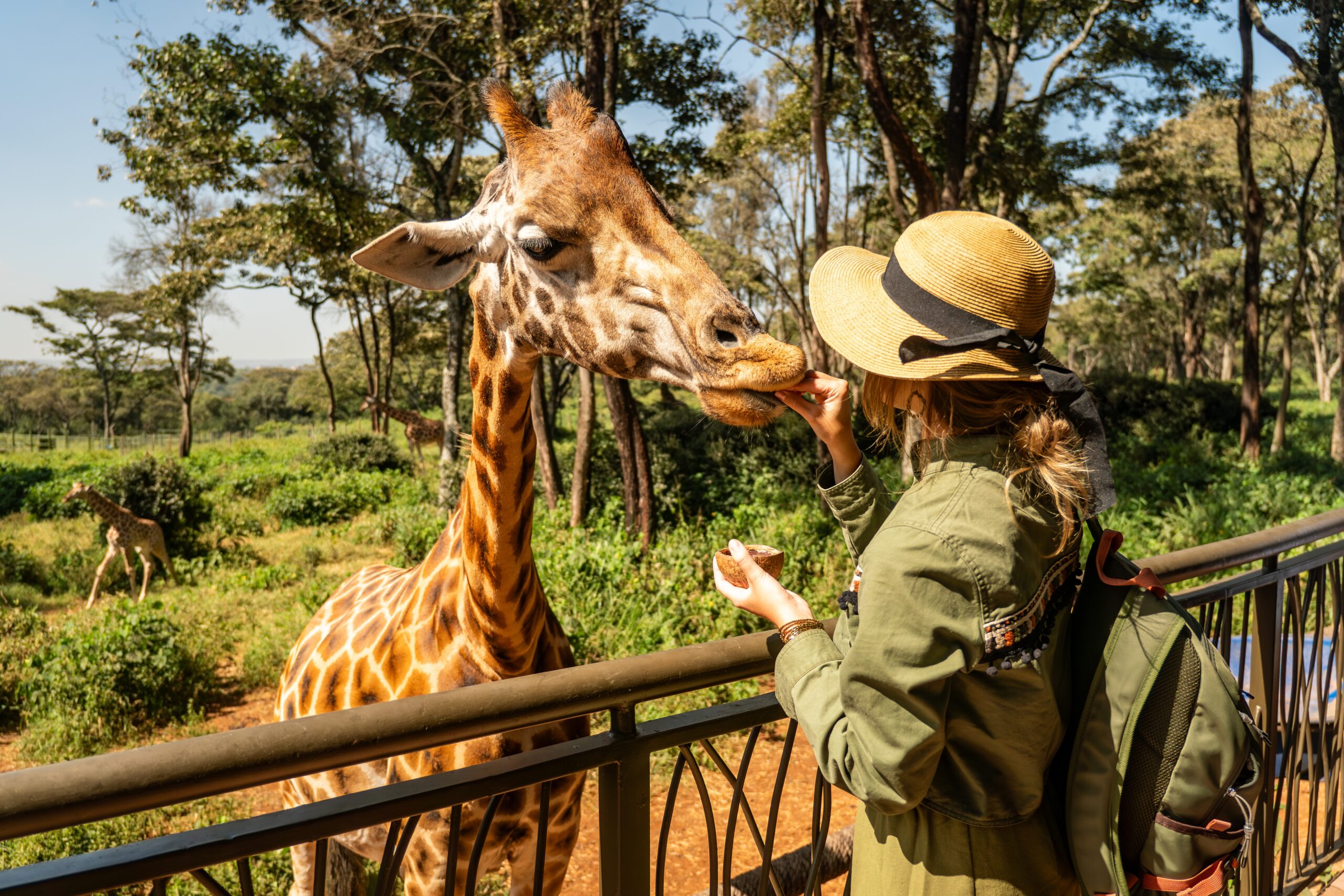 Woman feeding a giraffe at the zoo.
